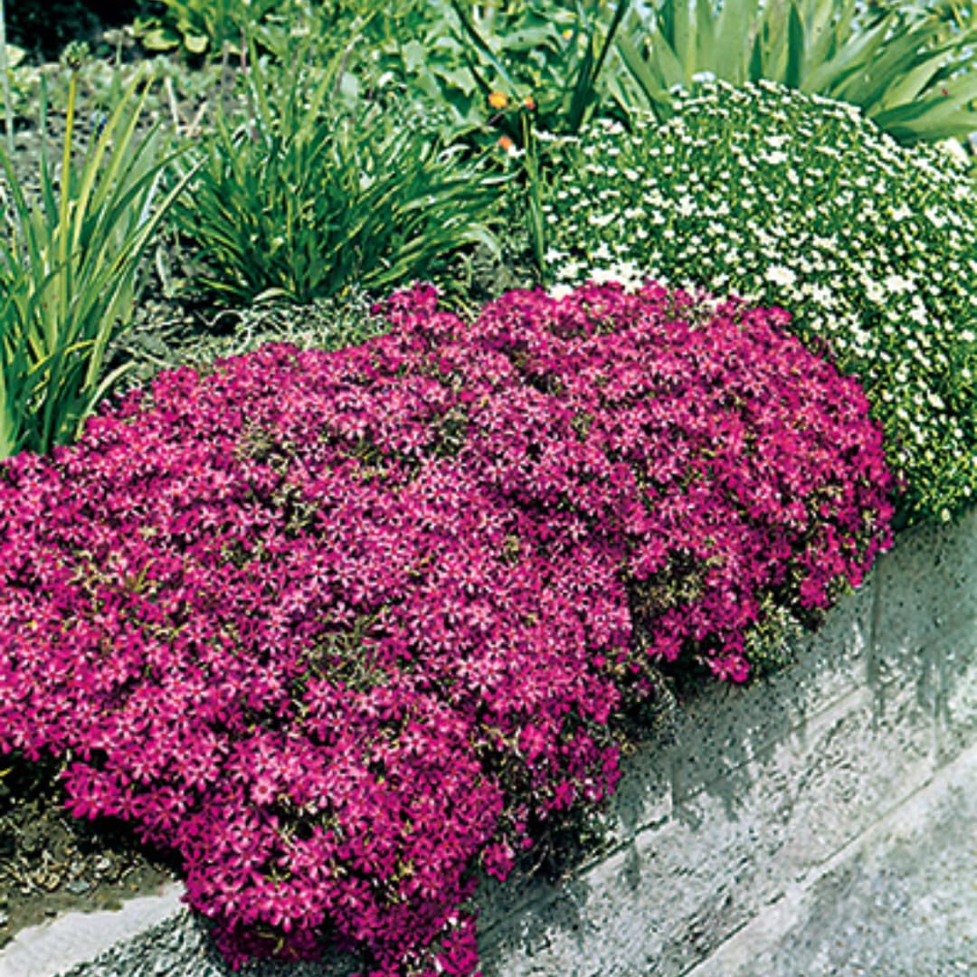2 Red Creeping Phlox Live Plants, Starter Cherry Phlox Flower Plug Size Planting, Creeping Grow Cover