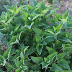 Pack of 3 Catnip Mint Live Plants, 3-6 Inches Tall, Catnip Herb Starters for Garden Beds and Containers, No Pot