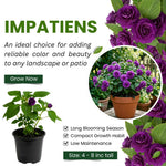 Impatiens Plant Live, Purple Double Impatiens Plant, 4-8 Inches Tall, Vibrant Perennial Flowers for Containers, Hanging Baskets and Garden Borders