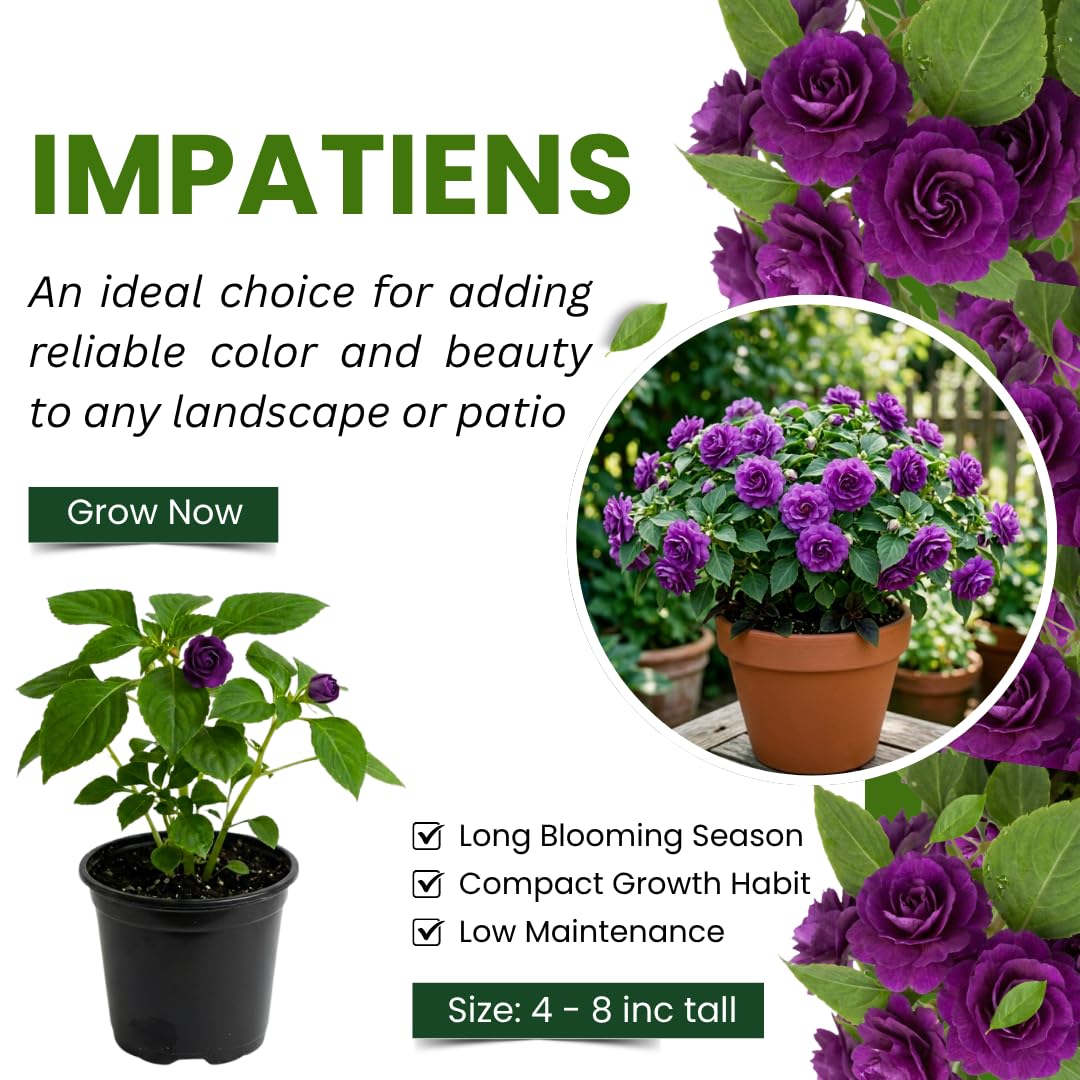 Impatiens Plant Live, Purple Double Impatiens Plant, 4-8 Inches Tall, Vibrant Perennial Flowers for Containers, Hanging Baskets and Garden Borders