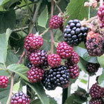 2 Raspberry Plants Live for Planting, Golden Raspberry Everbearing, Very Large and Sweet Raspberries, Well-Rooted Zones 4-8 (Purple Glencoe)