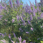 Live Blue Chaste Vitex Plant 5-8 Inch Tall, Blue Chaste Flower Tree, Chastes Tree, Fragrant Purple Flowering Shrub for Planting Indoor Outdoor