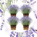 Pack 4 Lavender Plants Live, Lavandula Perennial Plants, 4-8" Height, Fragrant Perennial Flowers, No Pot (Purple Lavender)