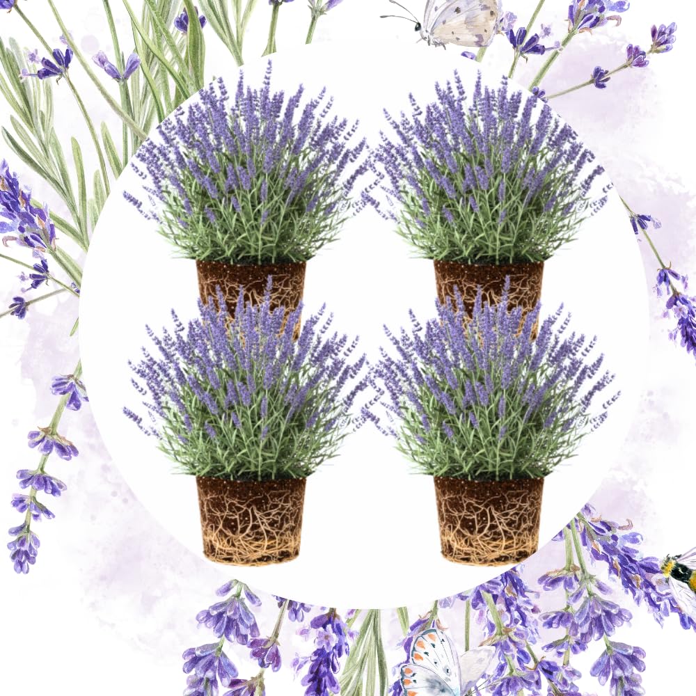 Pack 4 Lavender Plants Live, Lavandula Perennial Plants, 4-8" Height, Fragrant Perennial Flowers, No Pot (Purple Lavender)