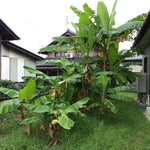 Ice Cream Banana Plants Live for Planting, Banana Trees Live Plants from 4 to 6 Inc Tall