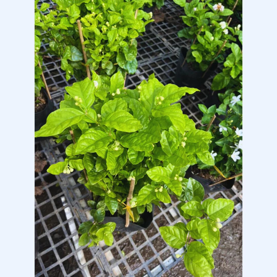 3 Double White Jasmine Live Plant from 5 to 8 Inches Tall, Live Jasmine Plants Indoor, Live Jasmine Plant, Jasmine Plant Pot