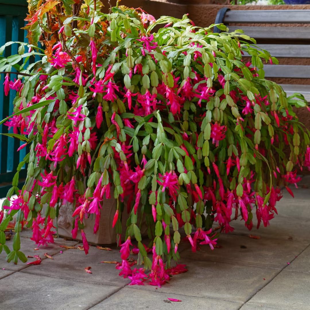 Christmas Cactus Plants Live, Thanksgiving Cactus Easter Cactus Like, 4-8 Inc Tall, Cold Hardy, Holiday Cactus for Indoor Outdoor Planting, Starter Size (Vibrant Pink)