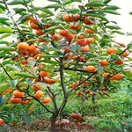 American Persimmon Tree Live Plant, 9 Months Old Seedling, Dormant in Winter, Well-Rooted, Cold Hardy, 6-12" in Tall