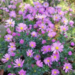 3 Asters Perennial Live Plants, Pink Aster Plants Live for Growing Outdoors, 4 to 6 Inc Tall Well Rooted