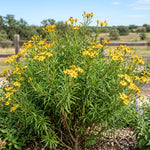 Set of 2 Texas Tarragon Live Plants, Tarragon Plant Live, 4-6 Inches Tall, Culinary Herb Plants for Outdoor Planting