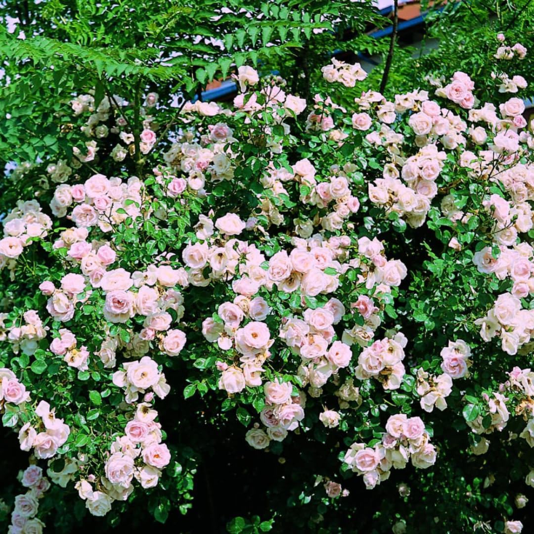 Pink Climbing Rose Live Starter Plant, Fragrant Pink Rose Ready to Plant, Climbing Rose for Planting Outdoor, No Pot, 1 Year Old Rose Plant