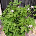 4 Citronella Plants Live, Citronella Live Plants, 5 to 7 Inc Tall, Live Citronella Plant Indoor Outdoor, Citronella Indoor Plant, Citronella Starter Plant