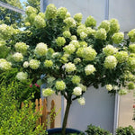 Hydrangea Bush Tree Plants Live, 5-9" Tall, No Pot, Dormant in Winter, Change Color Perennial Planting Indoor Outdoor, Long Lasting Blooms Flower (Lime Green to Pink)