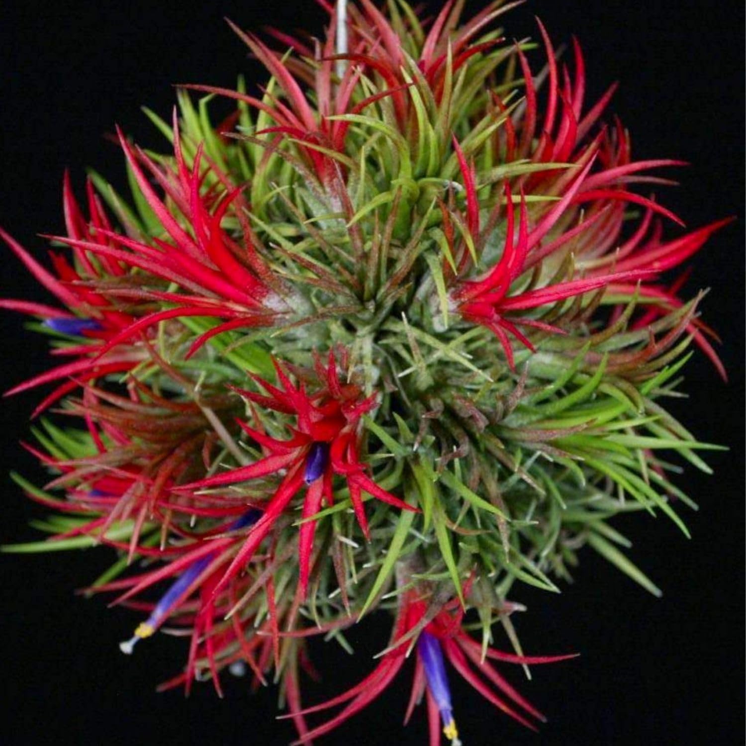 Set 25 of Live Air Plants, Red Tillandsia Air Plants Live Houseplants Indoor Outdoor Garden