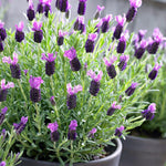 2 Lavender Plants Live Indoor, Lavandula Trees Live Plants for Planting, Fragrant Flowers Perennial, 4-6" Height Plugs (French Lavender Plants)