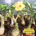 Double Yellow Desert Rose Plant Live, 4-7" Tall, Adenium Obesum Well-Rooted Succulent for Indoor Outdoor Displays