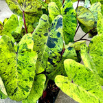 Colocasia Esculenta, Colocasia Live Plant, Elephant Ears Live Plant, Esculenta Taro Live Houseplant, 5-8 Inc Tall, No Pot (Rare Colocasia)