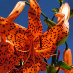 3 Large Tiger Lily Bulbs, 4-6 Inch, Orange Tiger Lilies Bulbs, Flowering Bulb for Outdoor Garden Beds and Containers