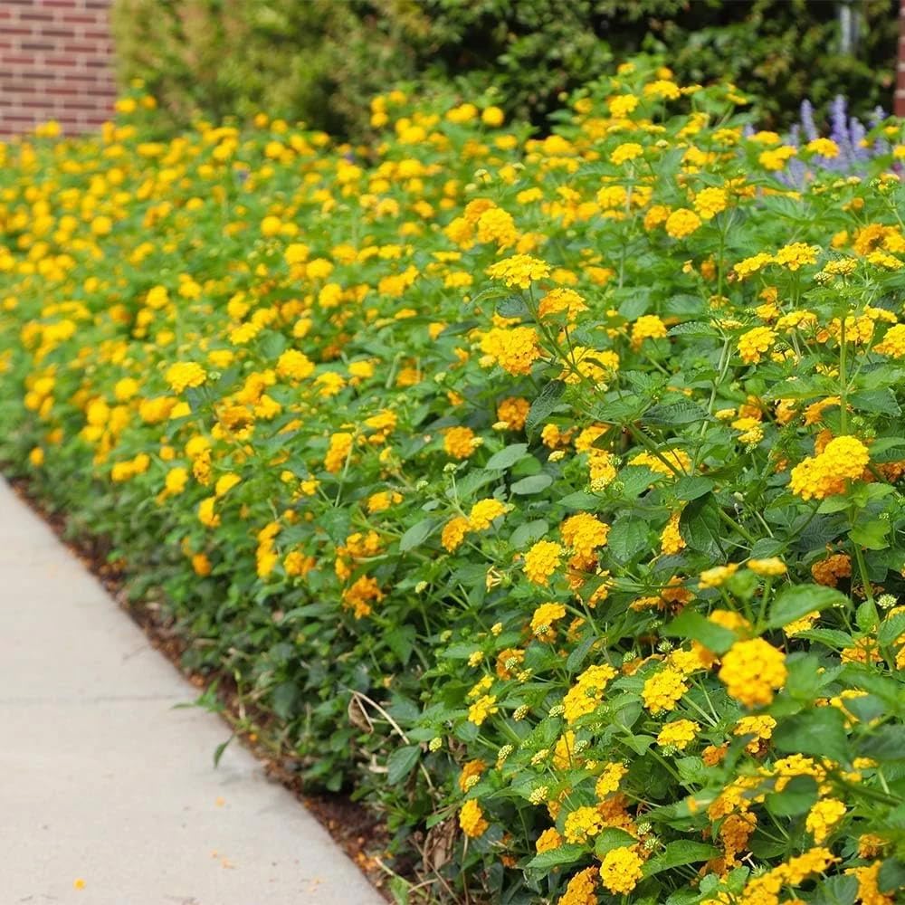 2 Lantana Plants Live for Planting Indoor Outdoor, 4-8" Tall, Fragrant Lantana Flowers Perennial to Grow (Gold Yellow Lantana)