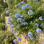 10 Blue Plumbago Cuttings for Planting, Blue Blooming Outdoor Shrub Cuttings, 6-8 Inch Tall