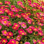 Chrysanthemum Plants Live, Red Mums Plant Live for Gardening, Mum Live Plant, 5 to 7 Inc Long Well Rooted