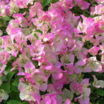 Combo 2 Bougainvillea Plants Live Trees, Outdoor Bougainvillea Plant for Trailing Flowering Vines or Bush Tree, 5-10” Tall, Well-Rooted Bougainvillea (Pink White)