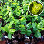 Sweet Soursop Fruit Tree, Annona Muricata Soursop Tree Live Plant 5 to 9 Inches Height, Soursop Plant Live for Planting, No Pot