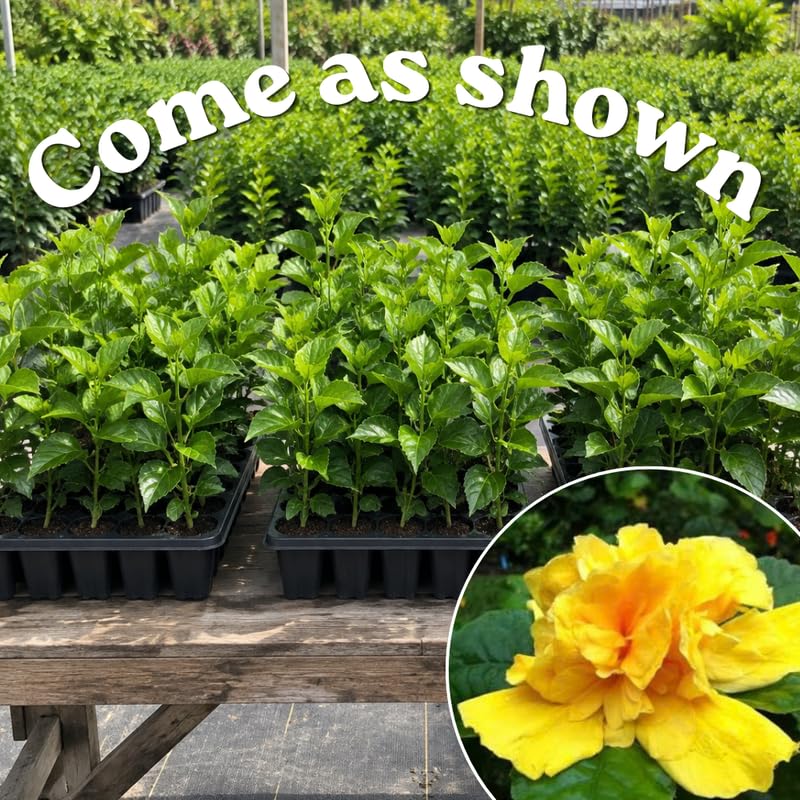 3 Hardy Hibiscus Live Plants, Flowering Shrub, Double Yellow Blooms, 4-7"