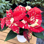 2 Poinsettia Plants Live, Variegated Red Poinsettia Flowers Christmas Decorations, Holiday Houseplant, Poinsettias Trees Plants, No Pot, 5-9" Tall