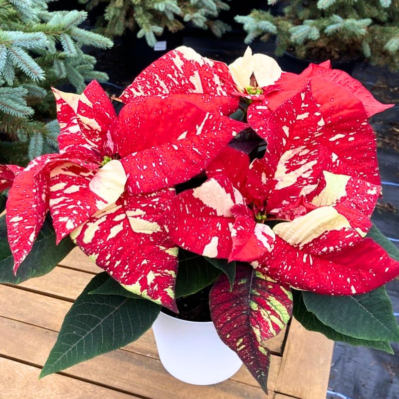 2 Poinsettia Plants Live, Variegated Red Poinsettia Flowers Christmas Decorations, Holiday Houseplant, Poinsettias Trees Plants, No Pot, 5-9" Tall