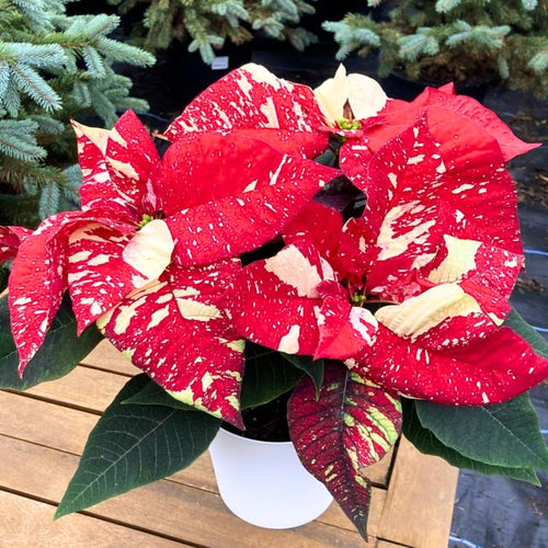 2 Poinsettia Plants Live, Variegated Red Poinsettia Flowers Christmas Decorations, Holiday Houseplant, Poinsettias Trees Plants, No Pot, 5-9" Tall