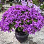 Combo 2 Bougainvillea Plants Live Trees, Outdoor Bougainvillea Plant for Trailing Flowering Vines or Bush Tree, 5-10” Tall, Well-Rooted Bougainvillea Bright Purple