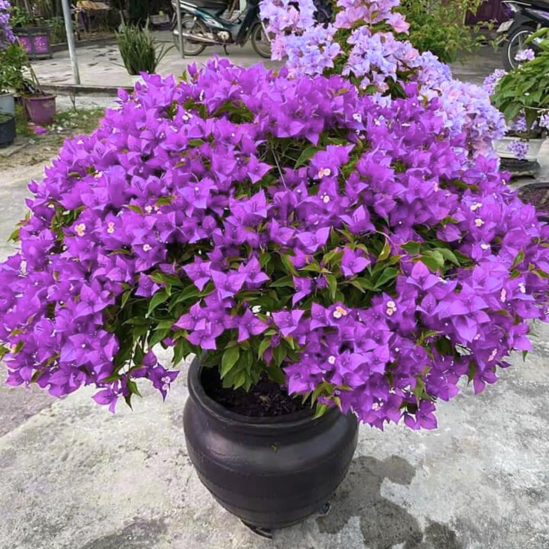 Combo 2 Bougainvillea Plants Live Trees, Outdoor Bougainvillea Plant for Trailing Flowering Vines or Bush Tree, 5-10” Tall, Well-Rooted Bougainvillea Bright Purple