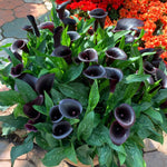 Pack 3 Black Calla Lily Bulbs - Calla Lily Flowering Bulbs for Garden and Containers, Easy to Grow Summer Blooms