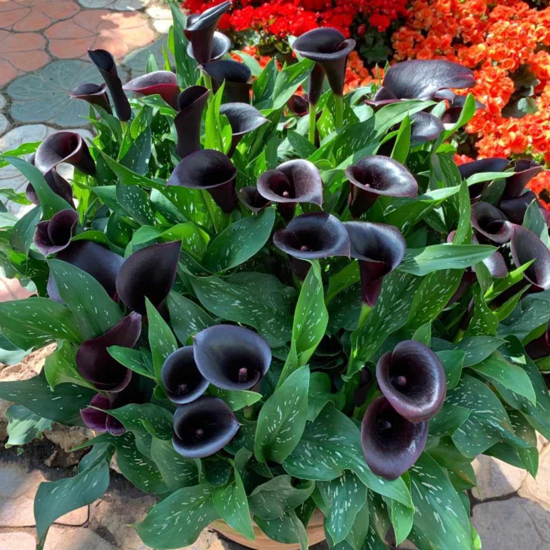 Pack 3 Black Calla Lily Bulbs - Calla Lily Flowering Bulbs for Garden and Containers, Easy to Grow Summer Blooms