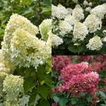 Hydrangea Bush Tree Plants Live, 5-9" Tall, No Pot, Dormant in Winter, Change Color Perennial Planting Indoor Outdoor, Long Lasting Blooms Flower (Pinky and White)