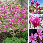Dormant Ann Magnolia Tree Live Plant 4-8 Inches, Pink Blooms Magnolia Bush, Fragrant Magnolia for Growing