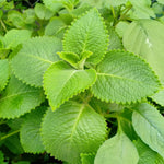 Pack 02 of Cuban Oregano Plants Live, Live Cuban Oregano Plant Indoor, 4 to 6 Inc Tall, Mexican Mint Plant, Spanish Thyme Live, Well Rooted for Gardening