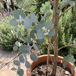 2 Silver Dollar Eucalyptus Live Plants, Fragrant Eucalyptus Herb for Garden and Patio Containers, 2-5 Inches Tall Plugs
