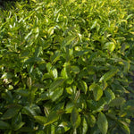 Camellia Sinensis Plant Tree, 3 to 5 Inches in Height, Camellia Sinensis Live Plant Tea Tree Plant for Gardening Indoor