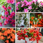 Christmas Cactus Plant Live, Starter Holiday Thanksgiving Cactus Plant for Indoor Outdoor Houseplants, Fasle Easter Cactus Plants Like, Cold Hardy, 5-9" in Tall (Single Random Blooms)