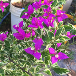 2 Blueberry Ice Bougainvillea Plants Live, Flowering Bougainvillea Vine for Outdoor Garden or Trellis, 5-9 Inch Tall, Very Hardy