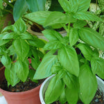 4 Sweet Basil Plants Live, Large Leaf Basil Plants, Basil Herb Plant Indoors Outdoors