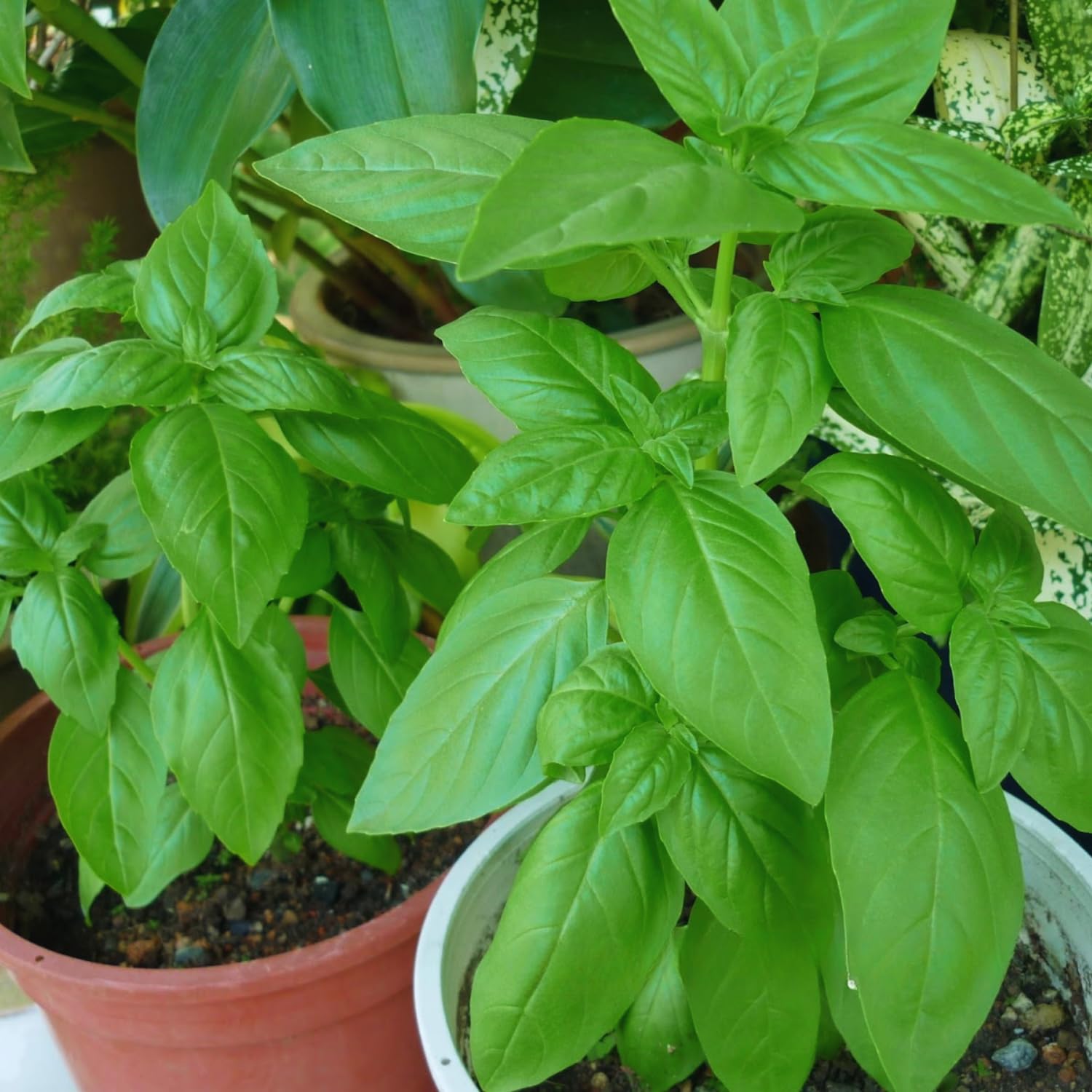 4 Sweet Basil Plants Live, Large Leaf Basil Plants, Basil Herb Plant Indoors Outdoors