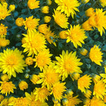2 Mums Plants Live, Yellow Chrysanthemum Plants Live, 5 to 7 Inc Long, Chrysanthemum Flower Live Plant Mum Live Plant