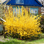 Forsythia Plant Live, Lynwood Gold Forsythia Bush Live Plant, Quart Pot