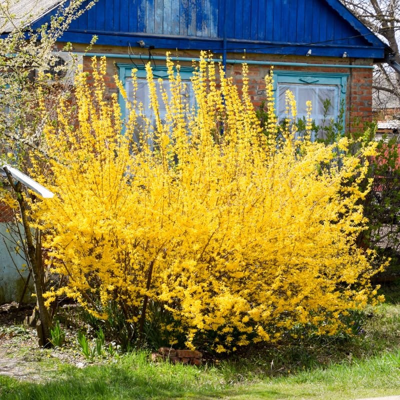 Forsythia Plant Live, Lynwood Gold Forsythia Bush Live Plant, Quart Pot