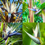 White Bird of Paradise Plant Live, 8 to 12 Inches Tall, Bird of Paradise Live Plant, Tropical Plants Outdoor