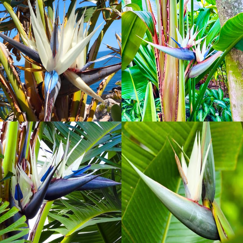 White Bird of Paradise Plant Live, 8 to 12 Inches Tall, Bird of Paradise Live Plant, Tropical Plants Outdoor
