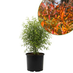Willow Oak Tree Live Plant, Oak Tree Live 12-18'' Tall, Hardy Shade Trees for Garden